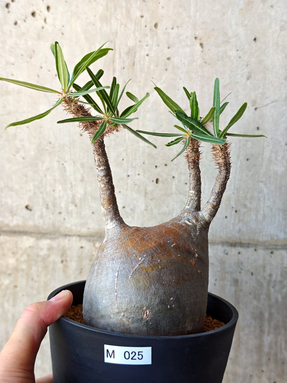 【現品限り】パキポディウム・グラキリス 現地株 発根済み【M25】 Pachypodium gracilius