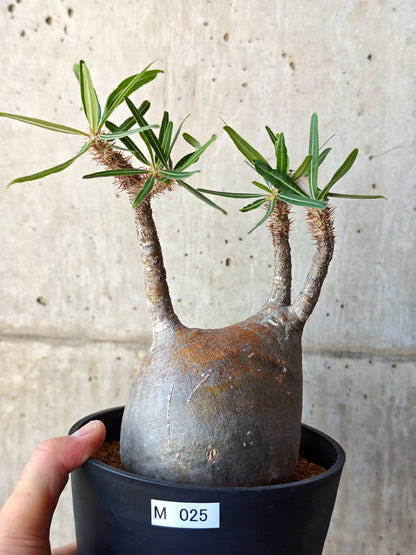 【現品限り】パキポディウム・グラキリス 現地株 発根済み【M25】 Pachypodium gracilius