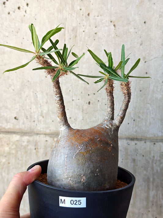 【現品限り】パキポディウム・グラキリス 現地株 発根済み【M25】 Pachypodium gracilius