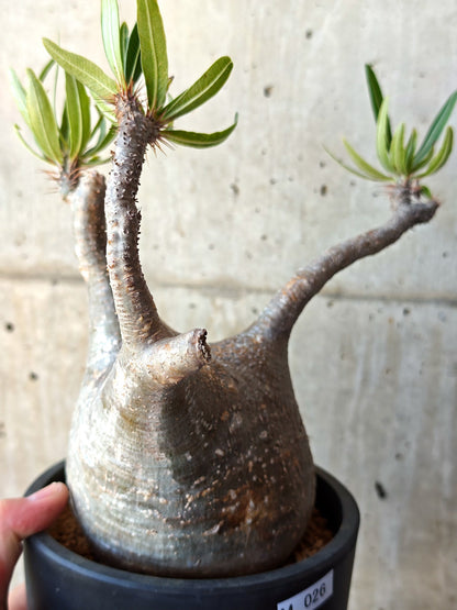 【現品限り】パキポディウム・グラキリス 現地株 発根済み【M26】 Pachypodium gracilius