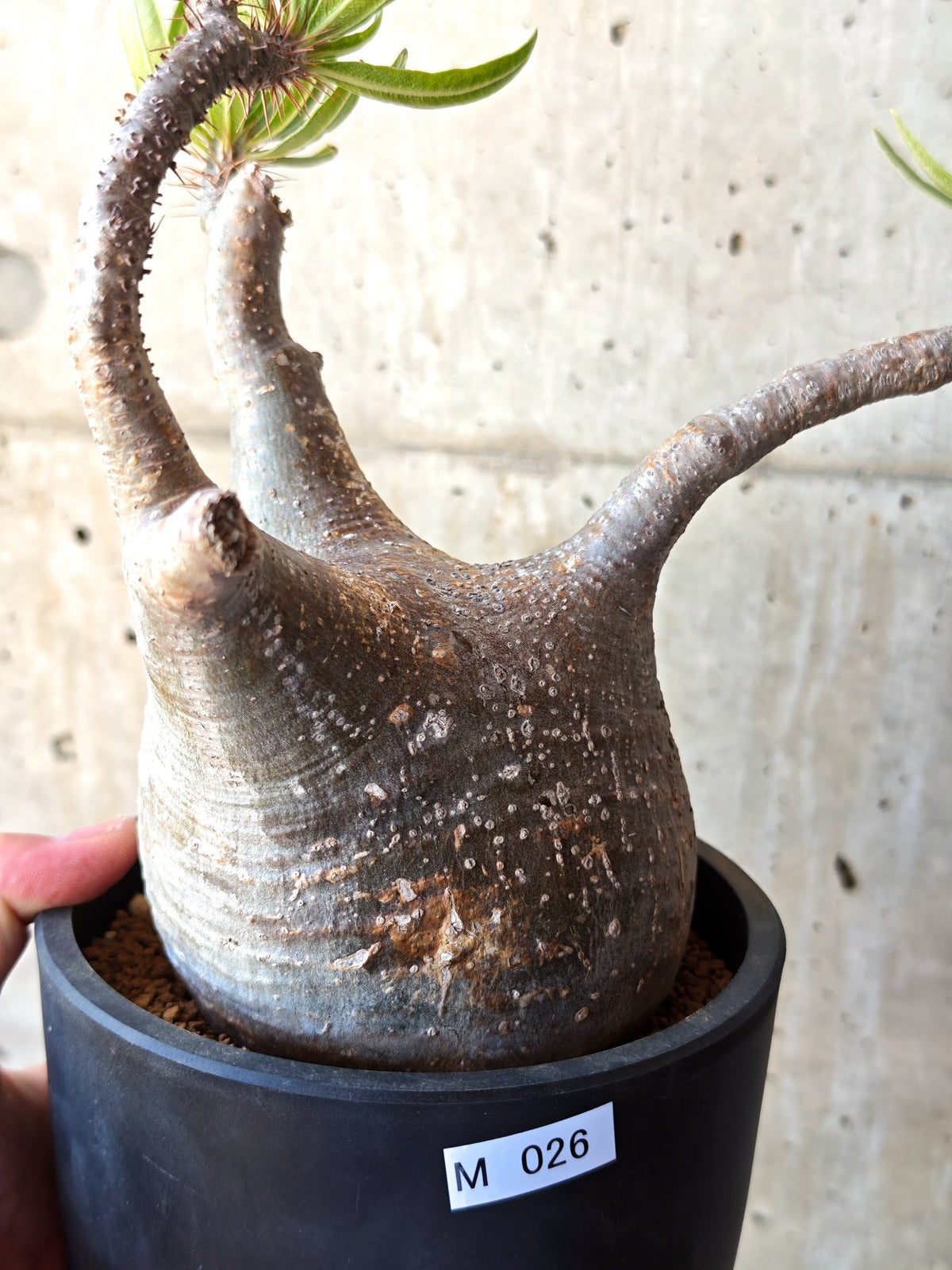 【現品限り】パキポディウム・グラキリス 現地株 発根済み【M26】 Pachypodium gracilius