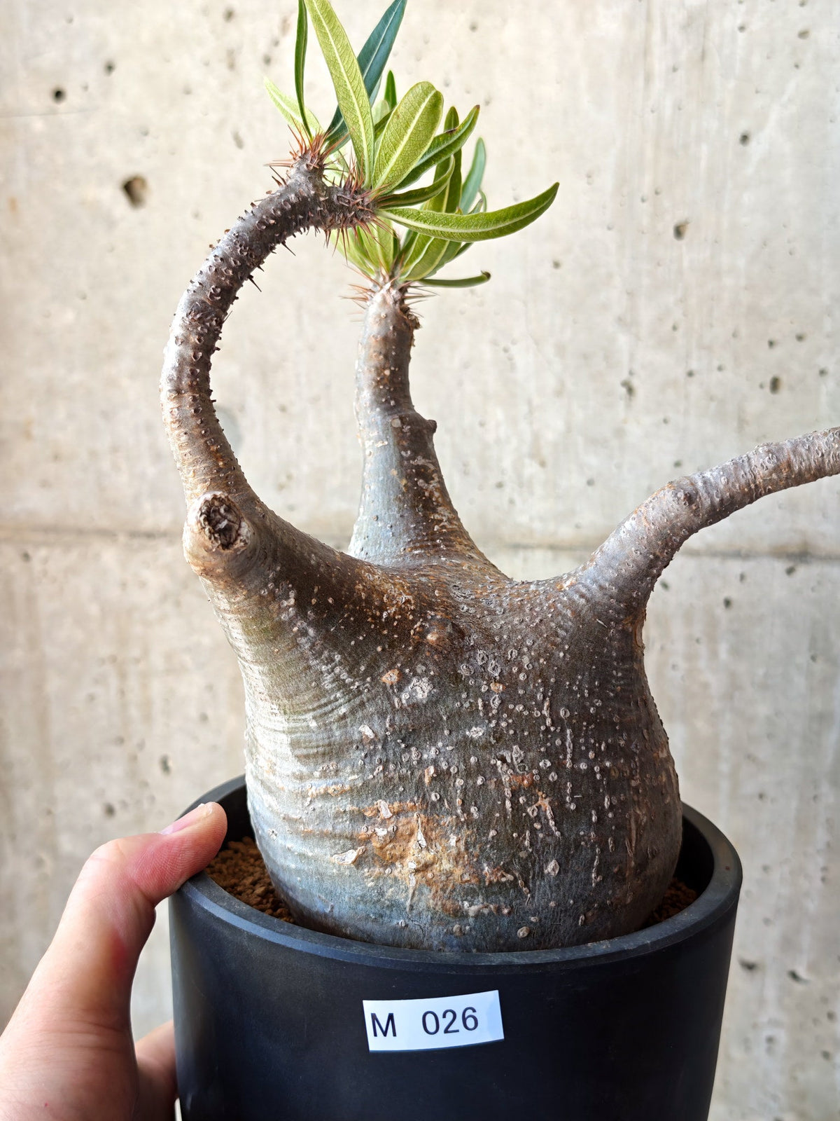 【現品限り】パキポディウム・グラキリス 現地株 発根済み【M26】 Pachypodium gracilius
