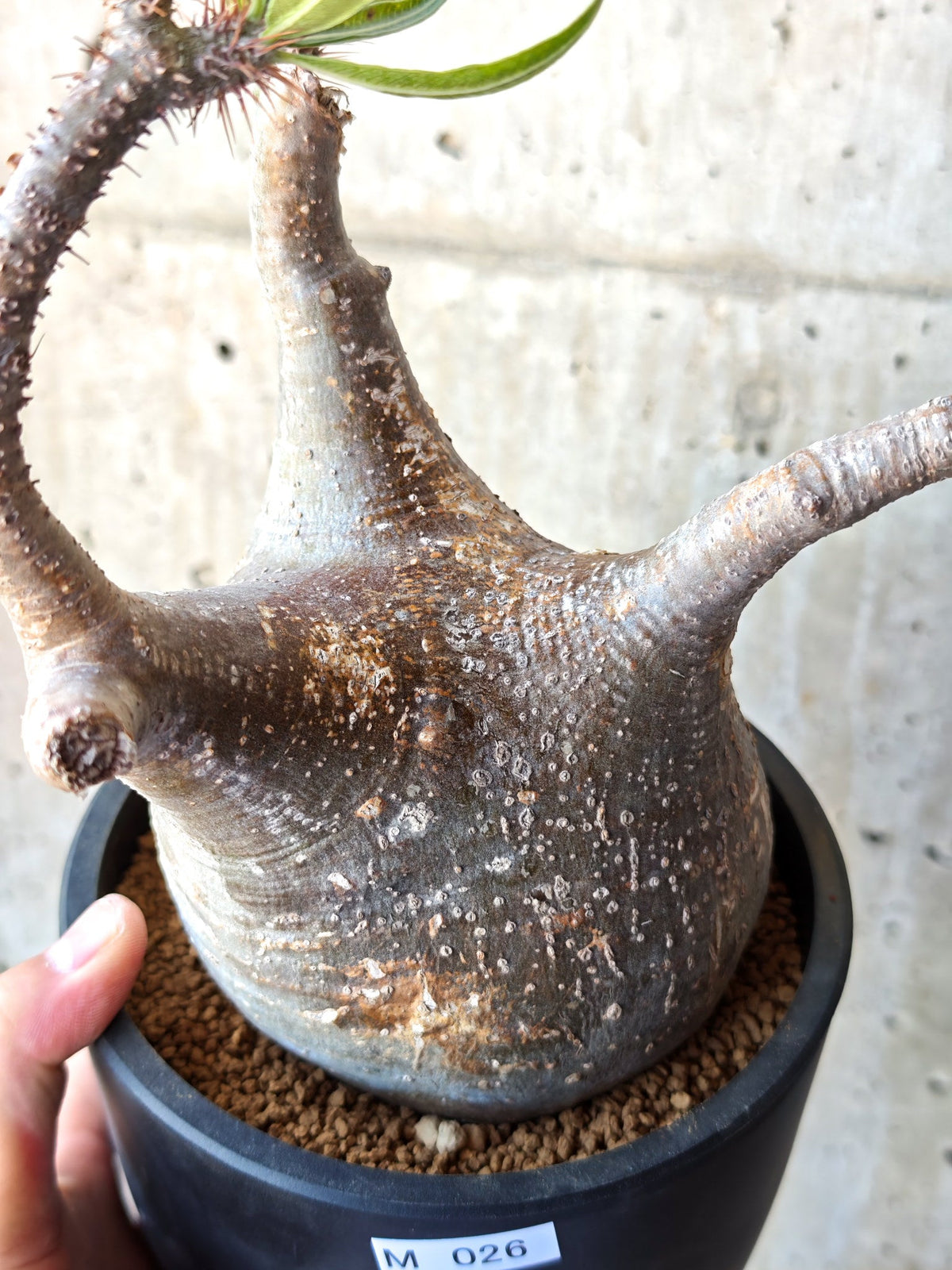 【現品限り】パキポディウム・グラキリス 現地株 発根済み【M26】 Pachypodium gracilius
