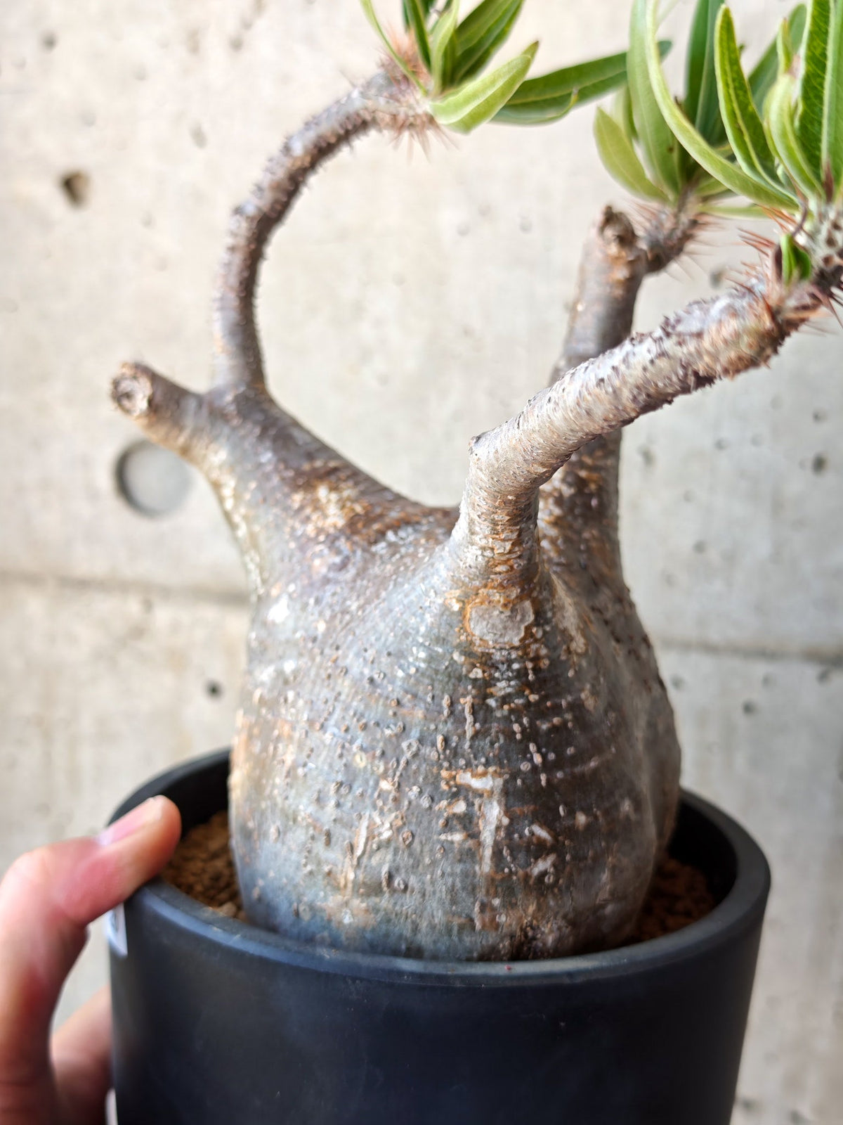【現品限り】パキポディウム・グラキリス 現地株 発根済み【M26】 Pachypodium gracilius
