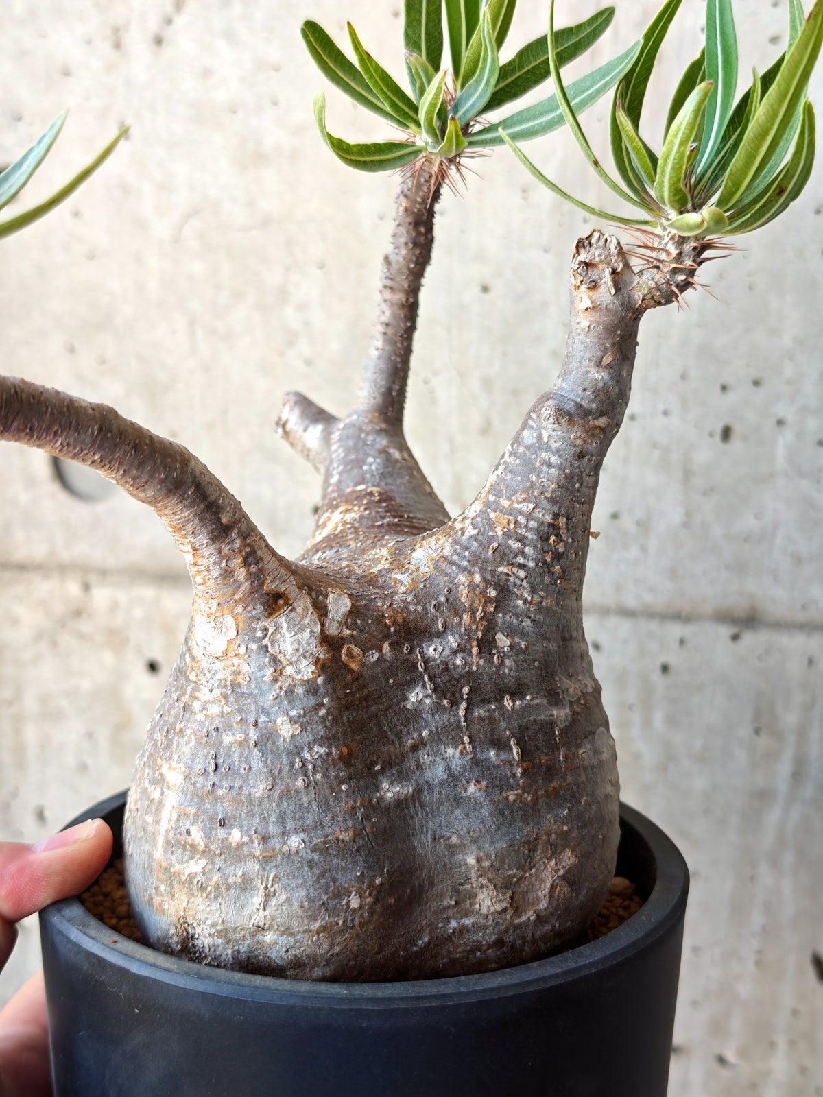 【現品限り】パキポディウム・グラキリス 現地株 発根済み【M26】 Pachypodium gracilius