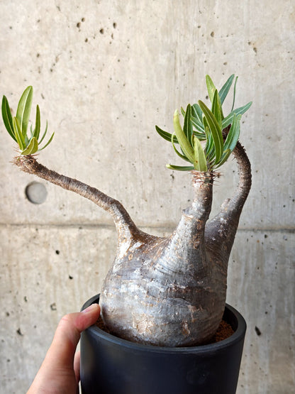【現品限り】パキポディウム・グラキリス 現地株 発根済み【M26】 Pachypodium gracilius