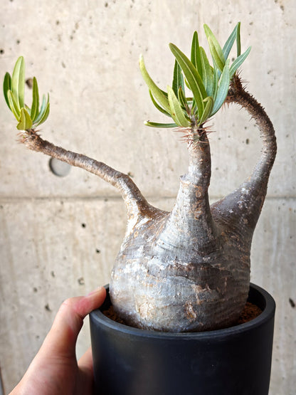 【現品限り】パキポディウム・グラキリス 現地株 発根済み【M26】 Pachypodium gracilius