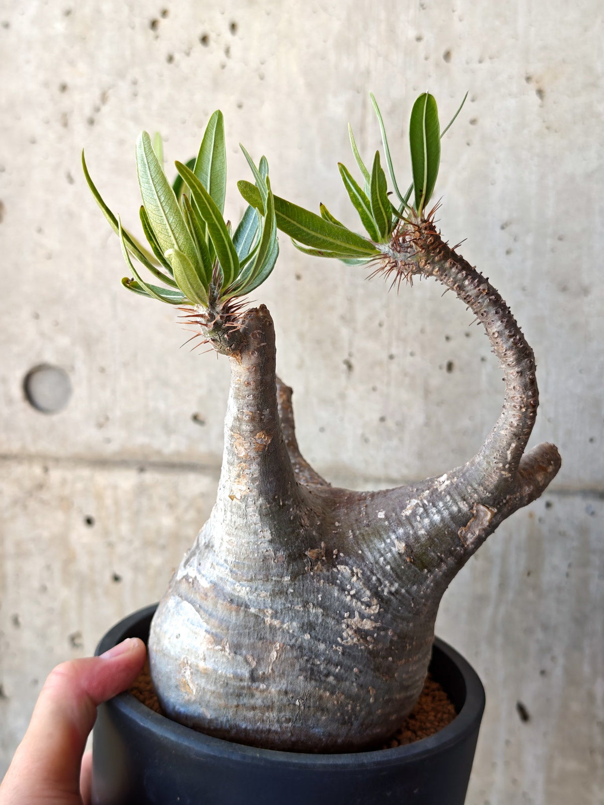 【現品限り】パキポディウム・グラキリス 現地株 発根済み【M26】 Pachypodium gracilius