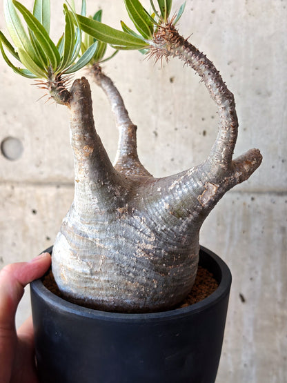【現品限り】パキポディウム・グラキリス 現地株 発根済み【M26】 Pachypodium gracilius