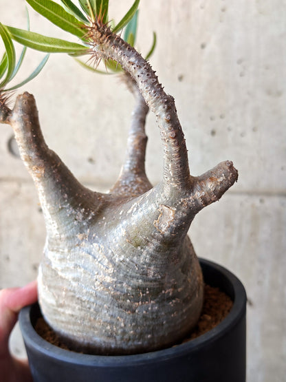【現品限り】パキポディウム・グラキリス 現地株 発根済み【M26】 Pachypodium gracilius