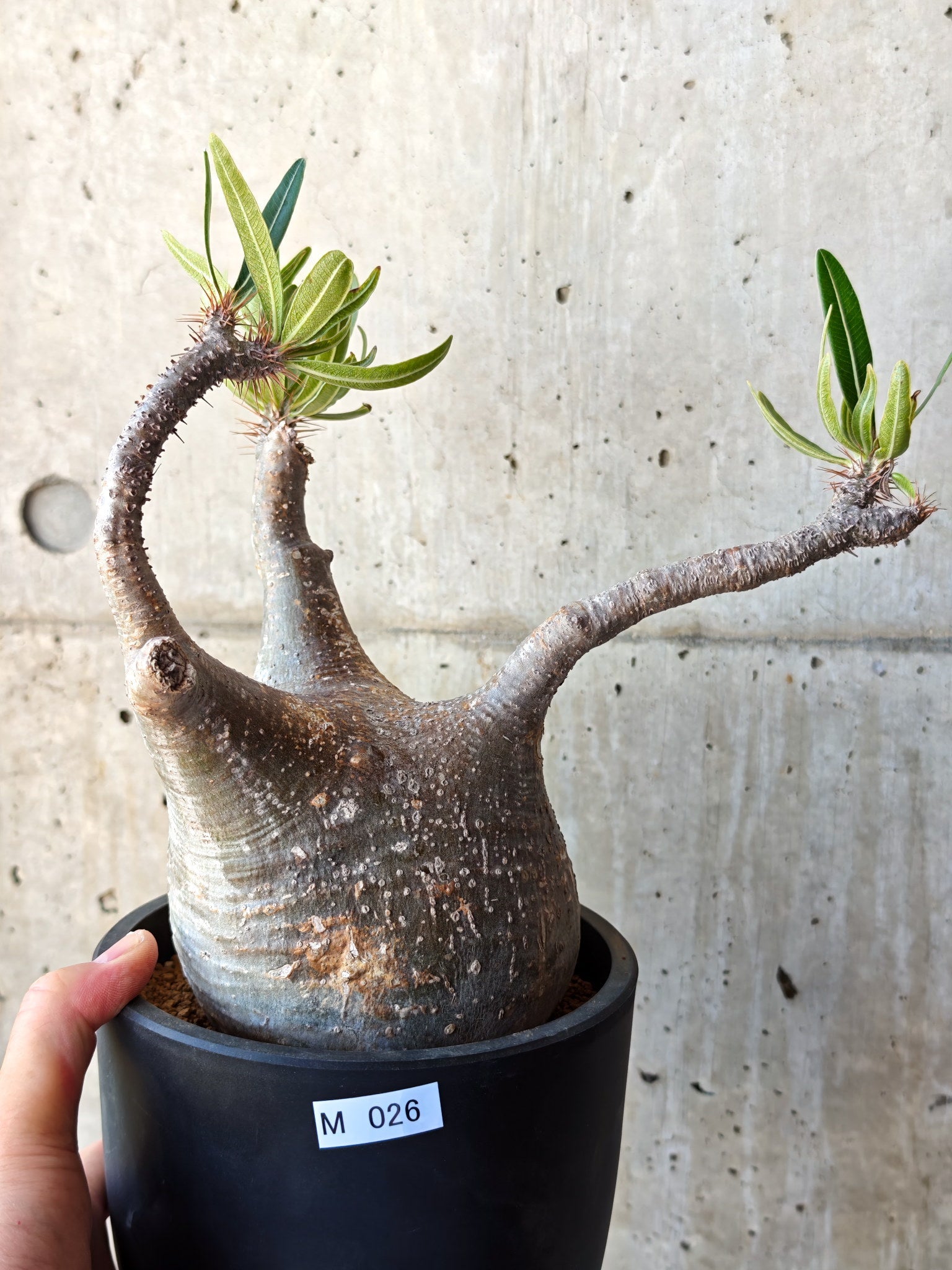 パキポディウム(Pachypodium)の種子・植物 通販サイト – プラント