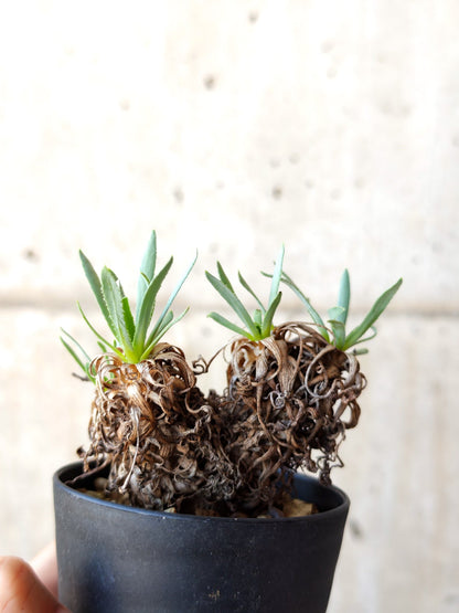 【現品限り】オトンナ・レトロルサ 実生【M2】 Othonna retrorsa
