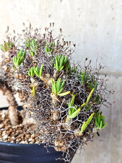 【現品限り】チレコドン・レティキュラータス 万物想 現地株 発根済み【M30】 Tylecodon reticulatus
