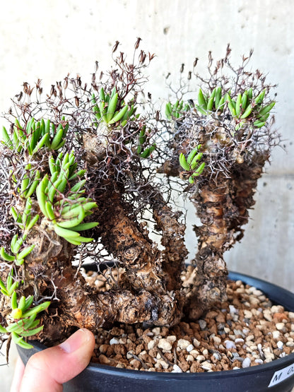 【現品限り】チレコドン・レティキュラータス 万物想 現地株 発根済み【M30】 Tylecodon reticulatus