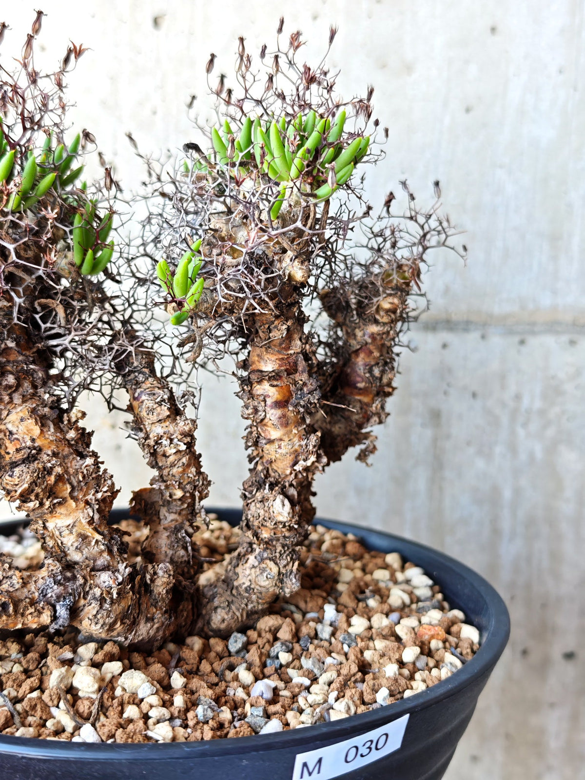 【現品限り】チレコドン・レティキュラータス 万物想 現地株 発根済み【M30】 Tylecodon reticulatus