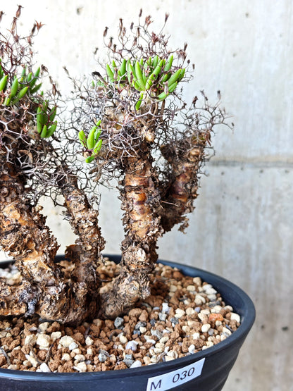 【現品限り】チレコドン・レティキュラータス 万物想 現地株 発根済み【M30】 Tylecodon reticulatus