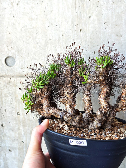 【現品限り】チレコドン・レティキュラータス 万物想 現地株 発根済み【M30】 Tylecodon reticulatus