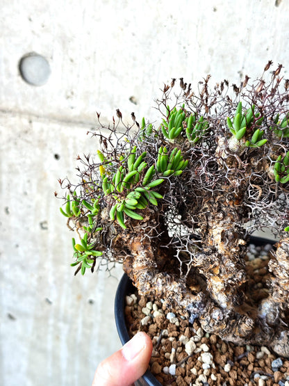 【現品限り】チレコドン・レティキュラータス 万物想 現地株 発根済み【M30】 Tylecodon reticulatus