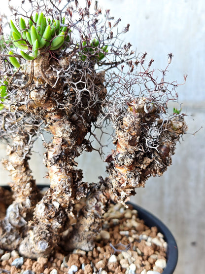 【現品限り】チレコドン・レティキュラータス 万物想 現地株 発根済み【M30】 Tylecodon reticulatus