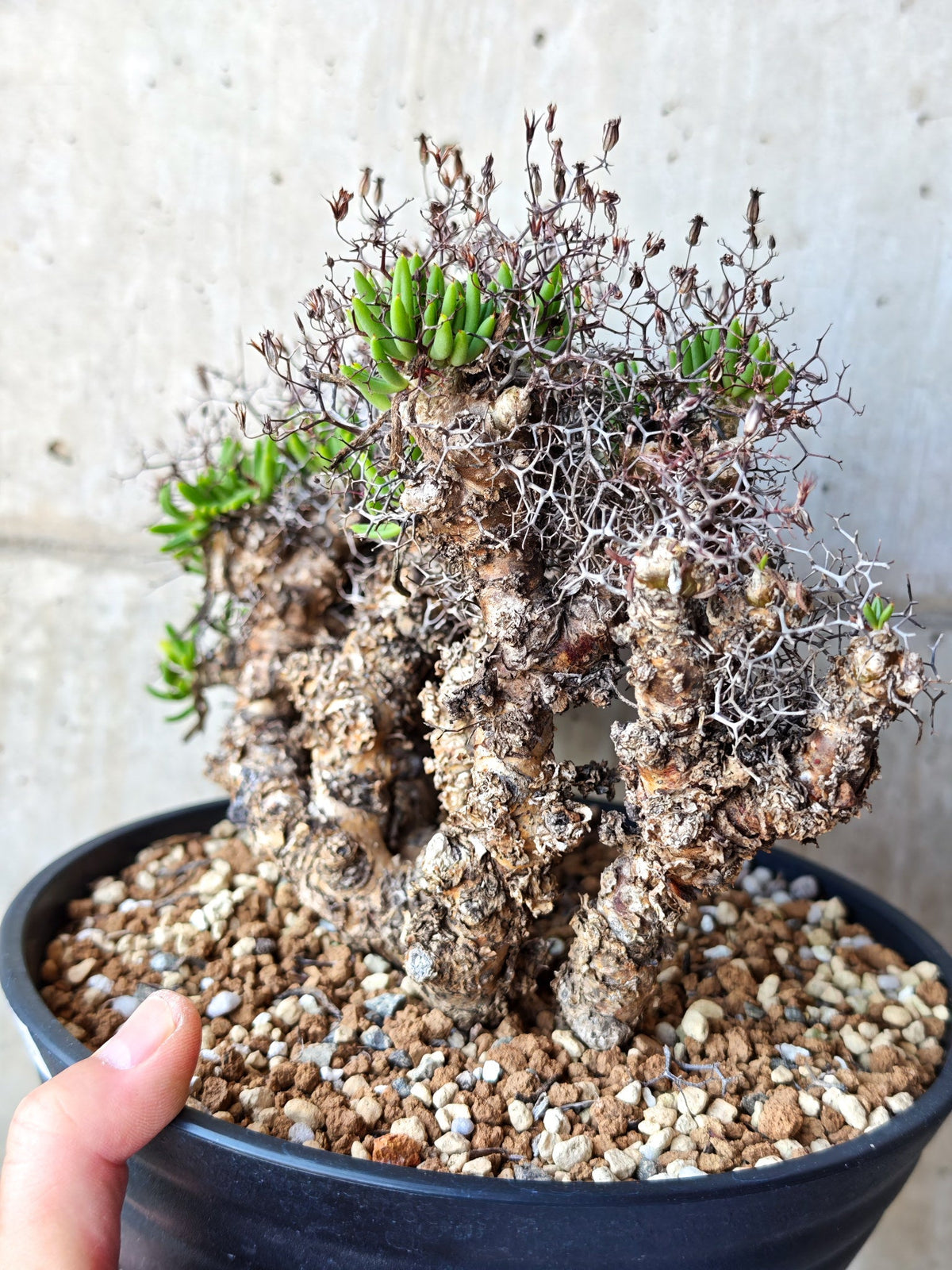 【現品限り】チレコドン・レティキュラータス 万物想 現地株 発根済み【M30】 Tylecodon reticulatus