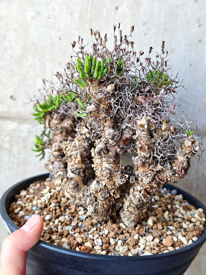 【現品限り】チレコドン・レティキュラータス 万物想 現地株 発根済み【M30】 Tylecodon reticulatus