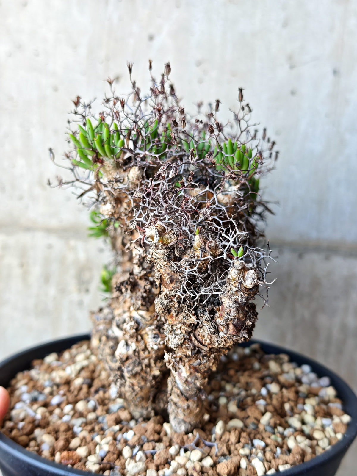 【現品限り】チレコドン・レティキュラータス 万物想 現地株 発根済み【M30】 Tylecodon reticulatus