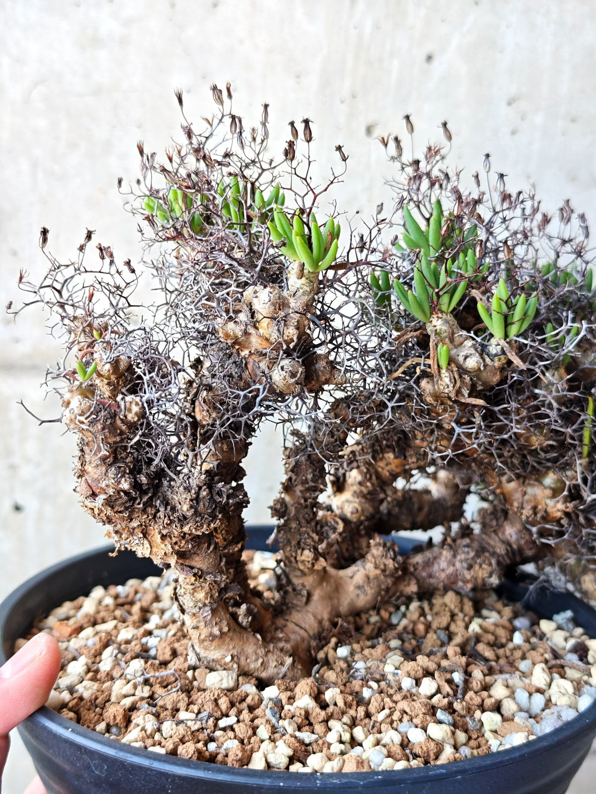 【現品限り】チレコドン・レティキュラータス 万物想 現地株 発根済み【M30】 Tylecodon reticulatus