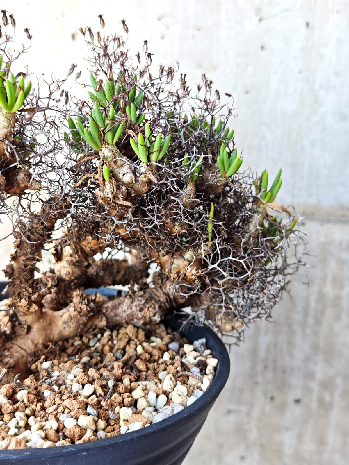 【現品限り】チレコドン・レティキュラータス 万物想 現地株 発根済み【M30】 Tylecodon reticulatus