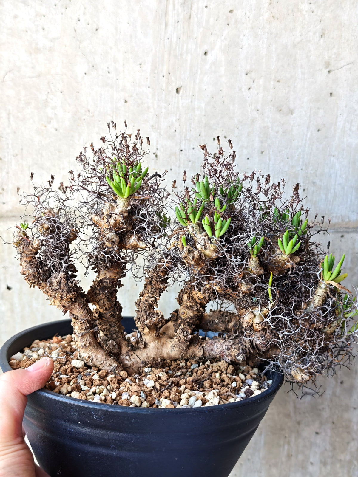 【現品限り】チレコドン・レティキュラータス 万物想 現地株 発根済み【M30】 Tylecodon reticulatus