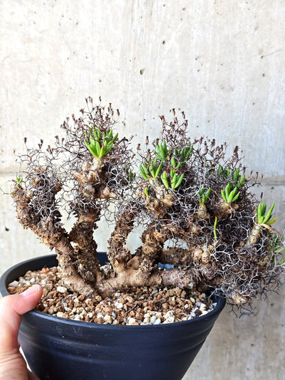【現品限り】チレコドン・レティキュラータス 万物想 現地株 発根済み【M30】 Tylecodon reticulatus