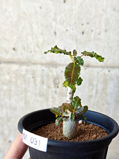 【現品限り】ボスウェリア・ナナ 実生【M31】 Boswellia nana