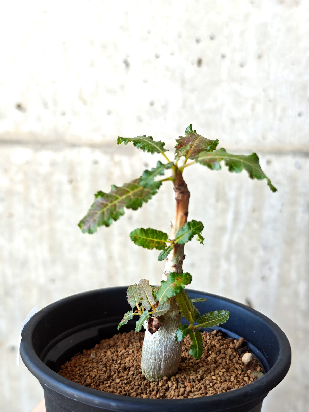 【現品限り】ボスウェリア・ナナ 実生【M31】 Boswellia nana