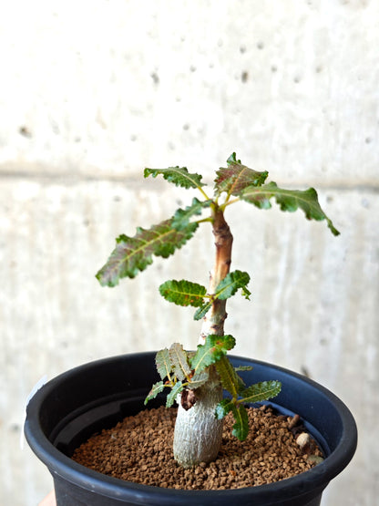 【現品限り】ボスウェリア・ナナ 実生【M31】 Boswellia nana