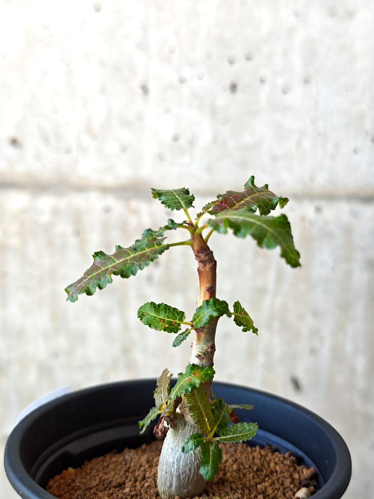 【現品限り】ボスウェリア・ナナ 実生【M31】 Boswellia nana