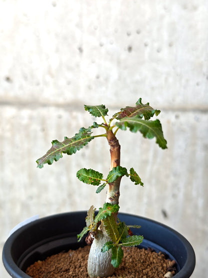 【現品限り】ボスウェリア・ナナ 実生【M31】 Boswellia nana