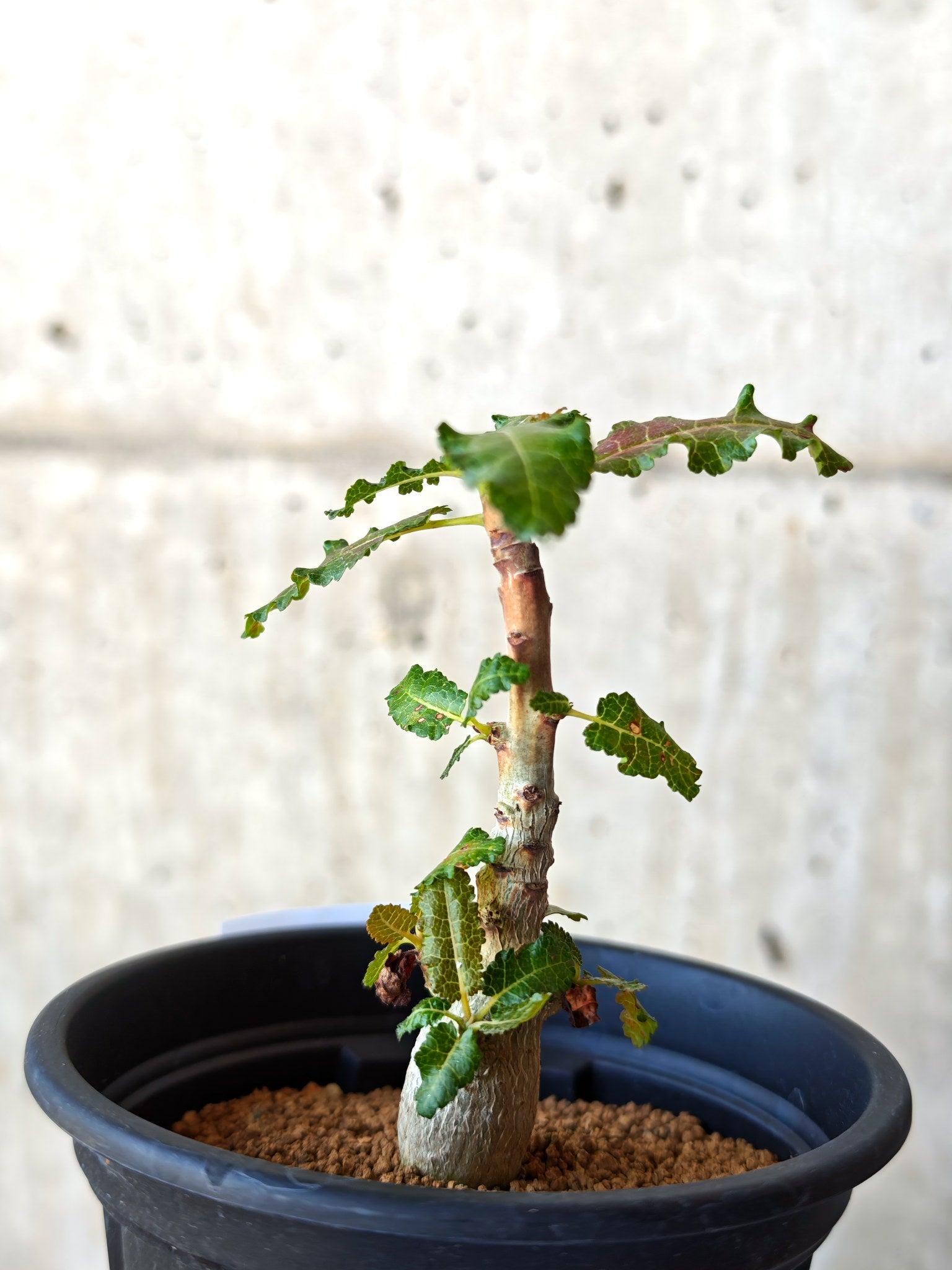 ボスウェリア・ナナ 実生【M31】 Boswellia nana 塊根植物 コーデック