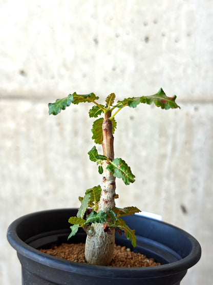 【現品限り】ボスウェリア・ナナ 実生【M31】 Boswellia nana