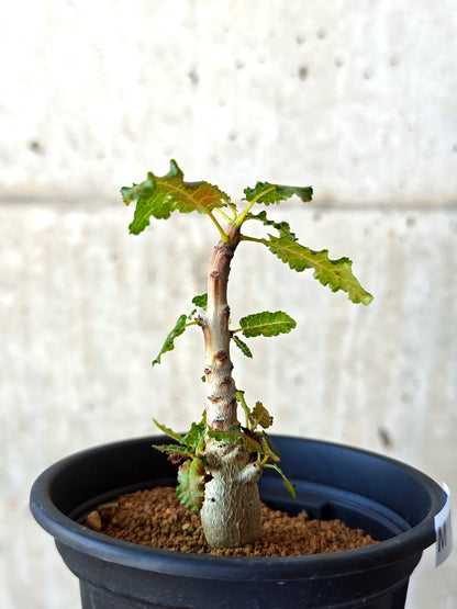 【現品限り】ボスウェリア・ナナ 実生【M31】 Boswellia nana