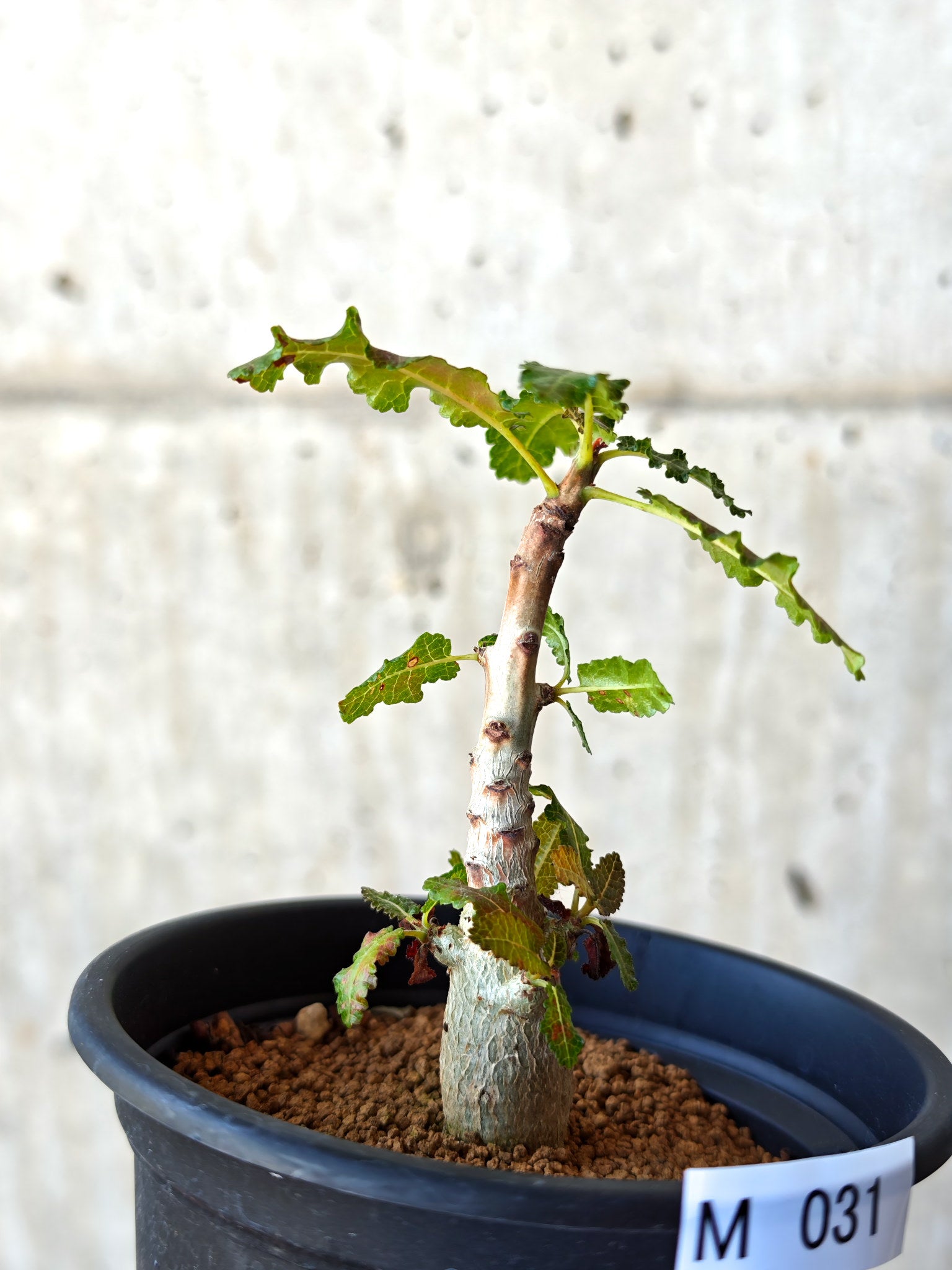ボスウェリア・ナナ 実生【M31】 Boswellia nana 塊根植物 コーデック