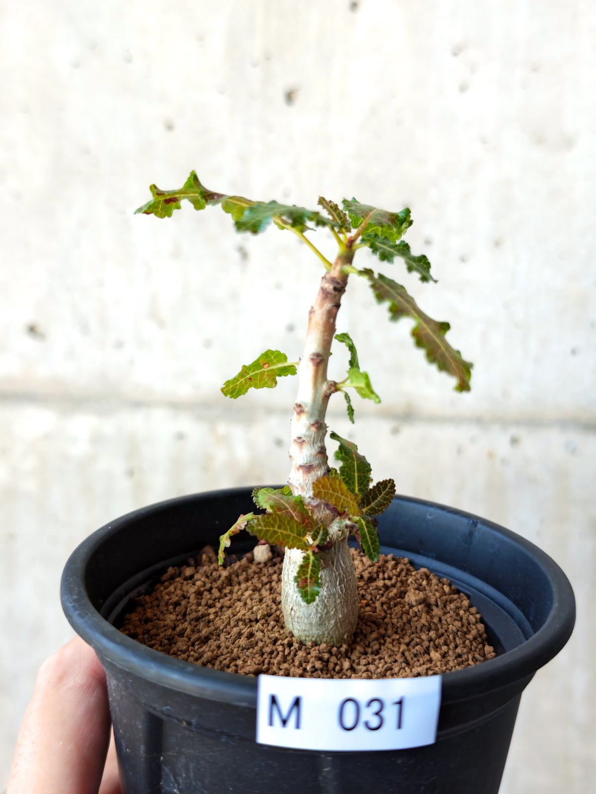 【現品限り】ボスウェリア・ナナ 実生【M31】 Boswellia nana