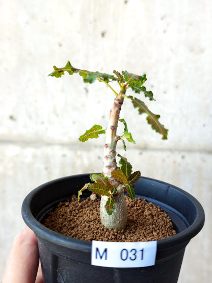 【現品限り】ボスウェリア・ナナ 実生【M31】 Boswellia nana