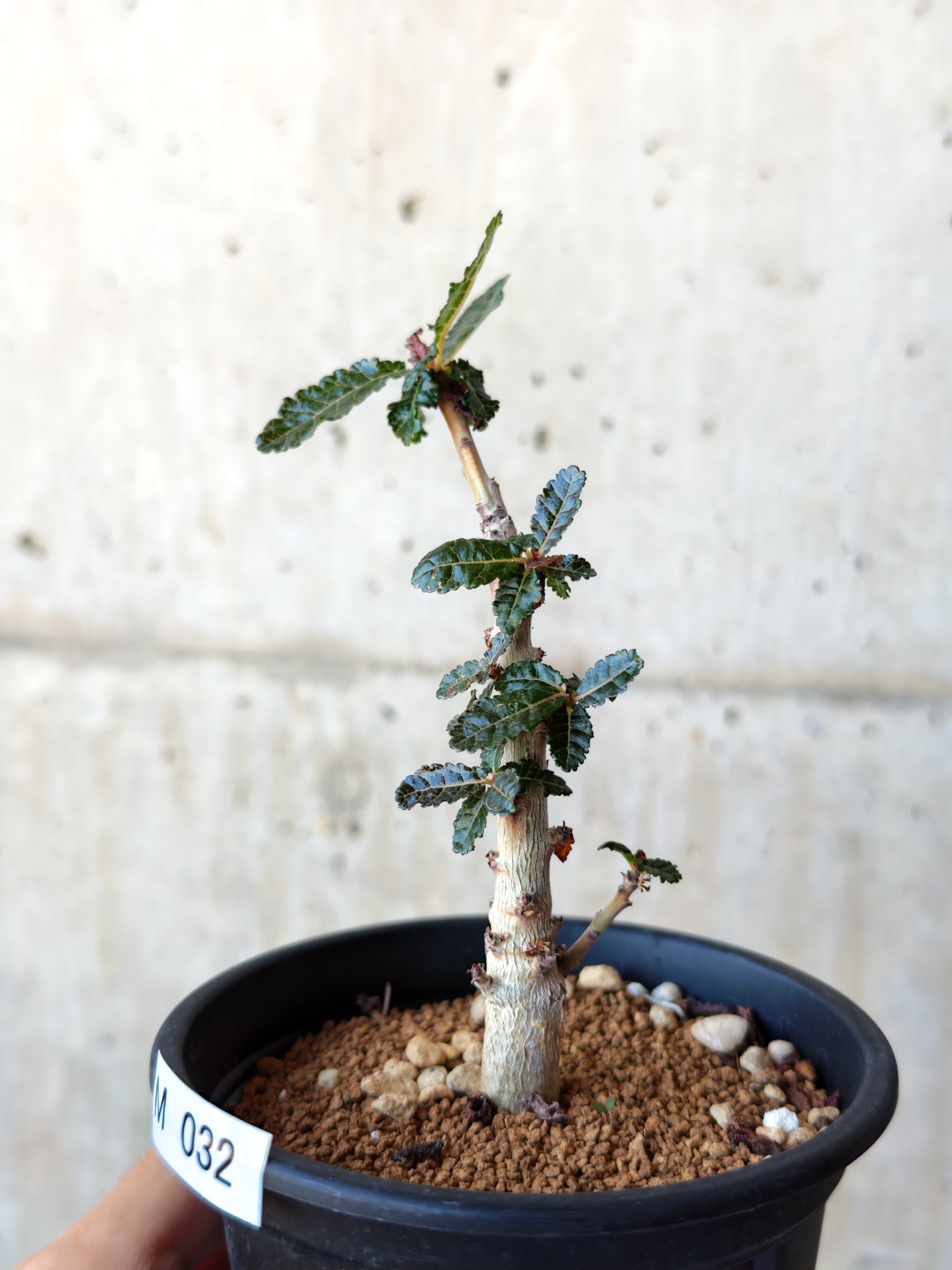 ボスウェリア・ナナ 実生【M32】 Boswellia nana 塊根植物 コーデック
