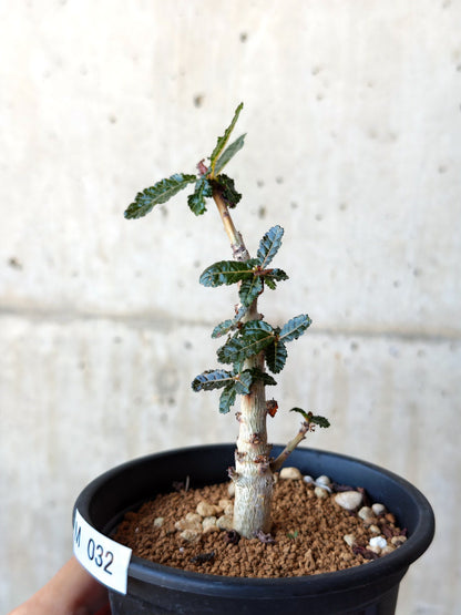 【現品限り】ボスウェリア・ナナ 実生【M32】 Boswellia nana
