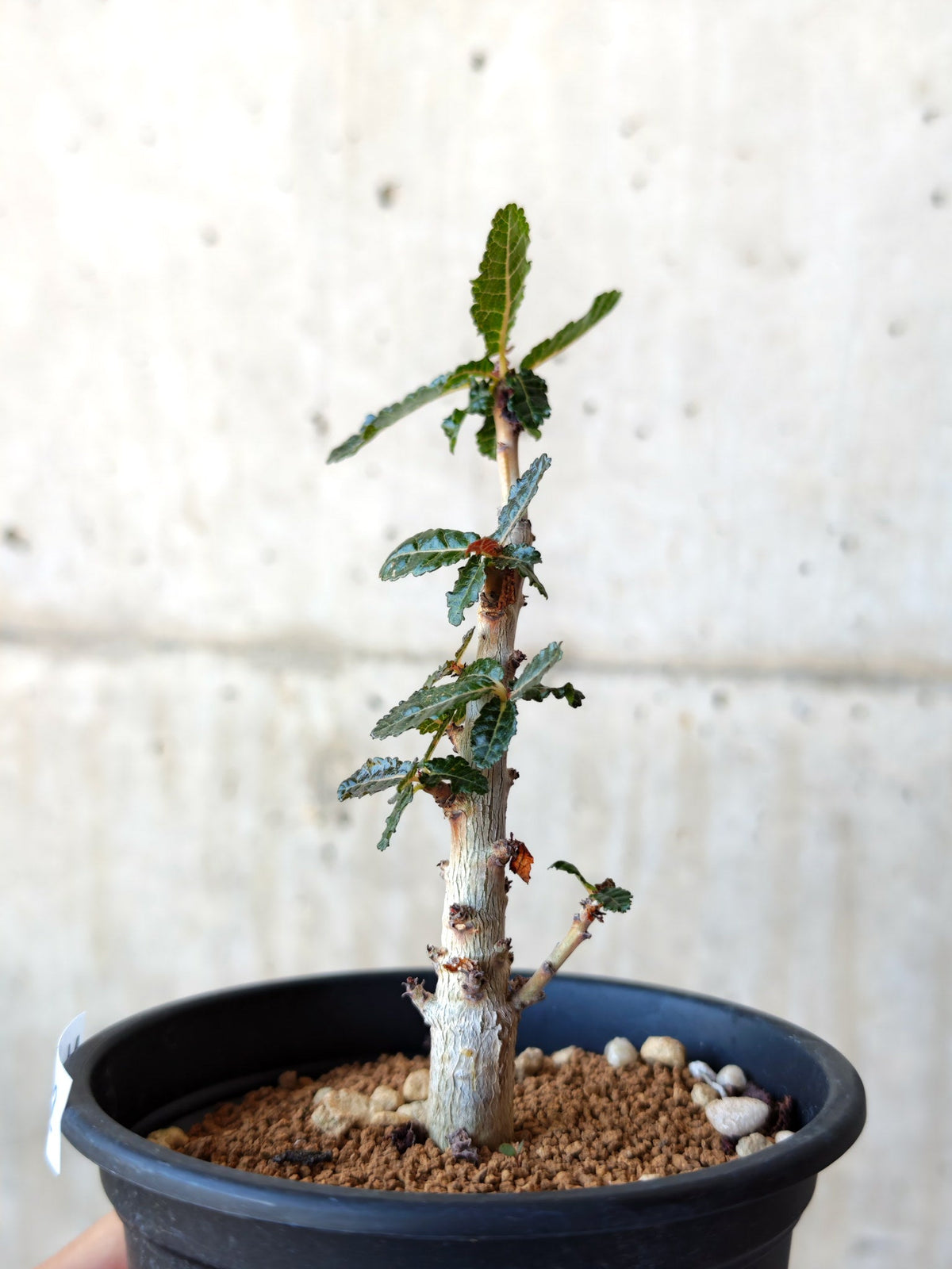 【現品限り】ボスウェリア・ナナ 実生【M32】 Boswellia nana