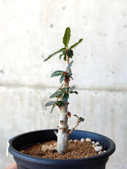 【現品限り】ボスウェリア・ナナ 実生【M32】 Boswellia nana
