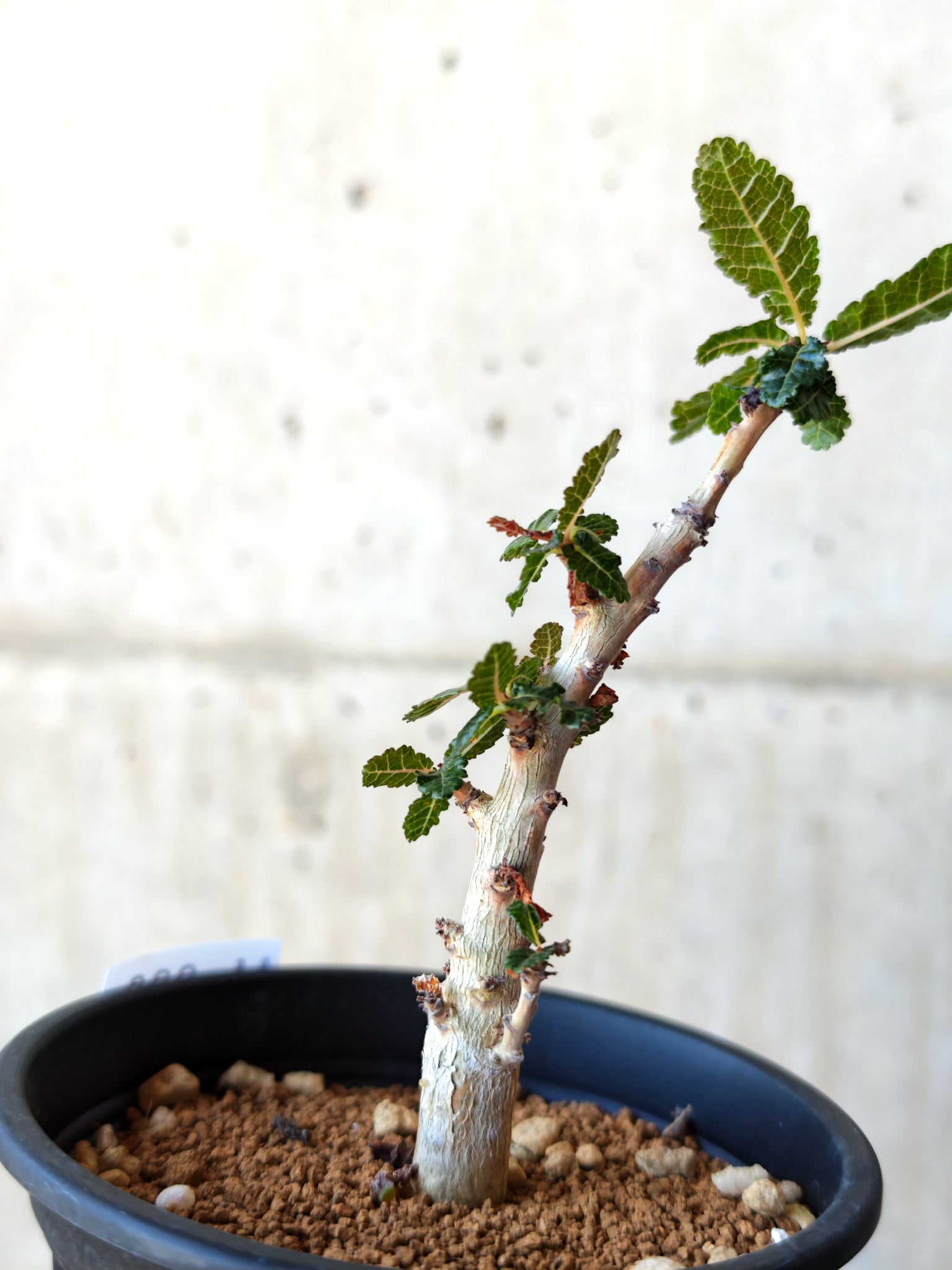 ボスウェリア・ナナ 実生【M32】 Boswellia nana 塊根植物 コーデック