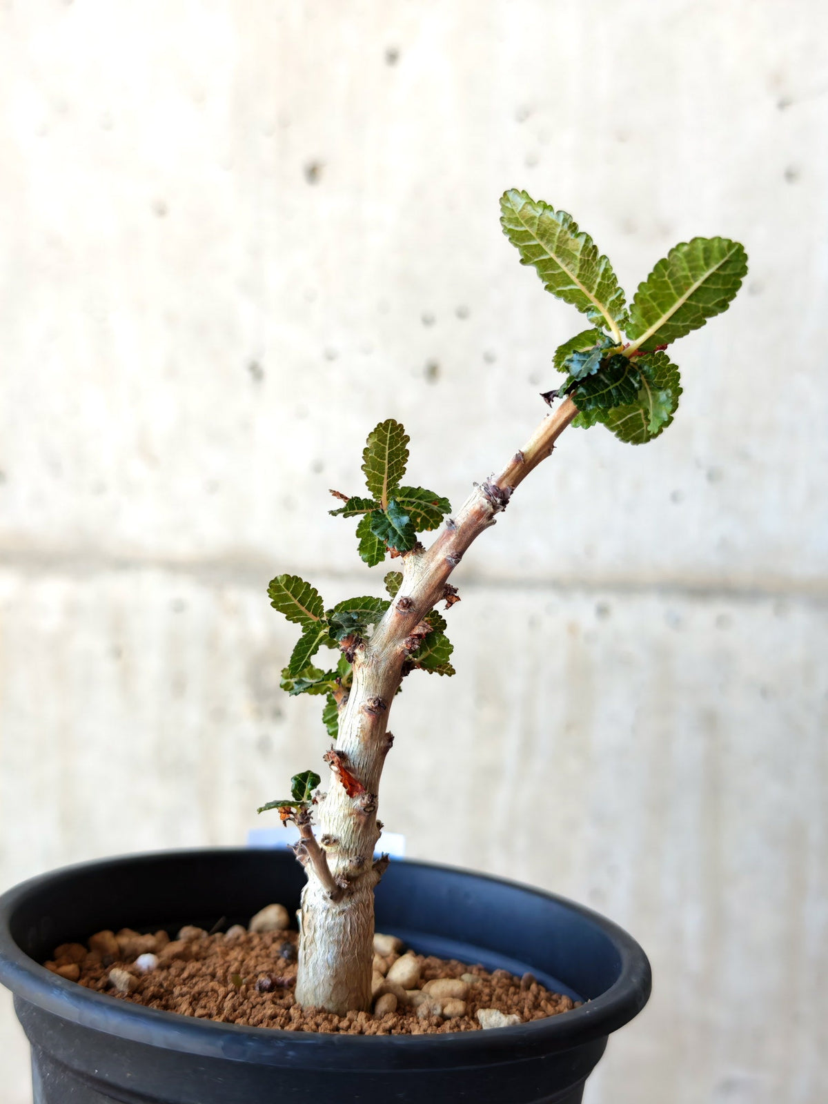 【現品限り】ボスウェリア・ナナ 実生【M32】 Boswellia nana