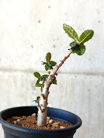 【現品限り】ボスウェリア・ナナ 実生【M32】 Boswellia nana