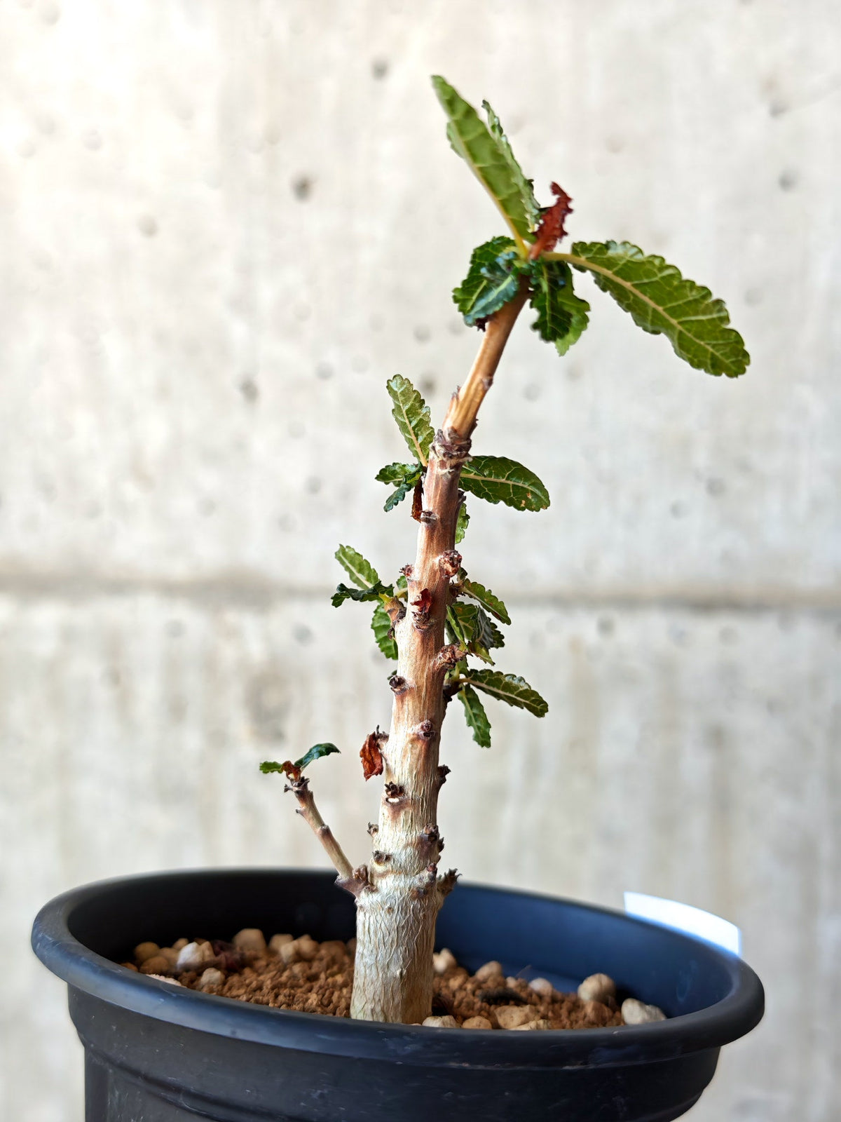 【現品限り】ボスウェリア・ナナ 実生【M32】 Boswellia nana