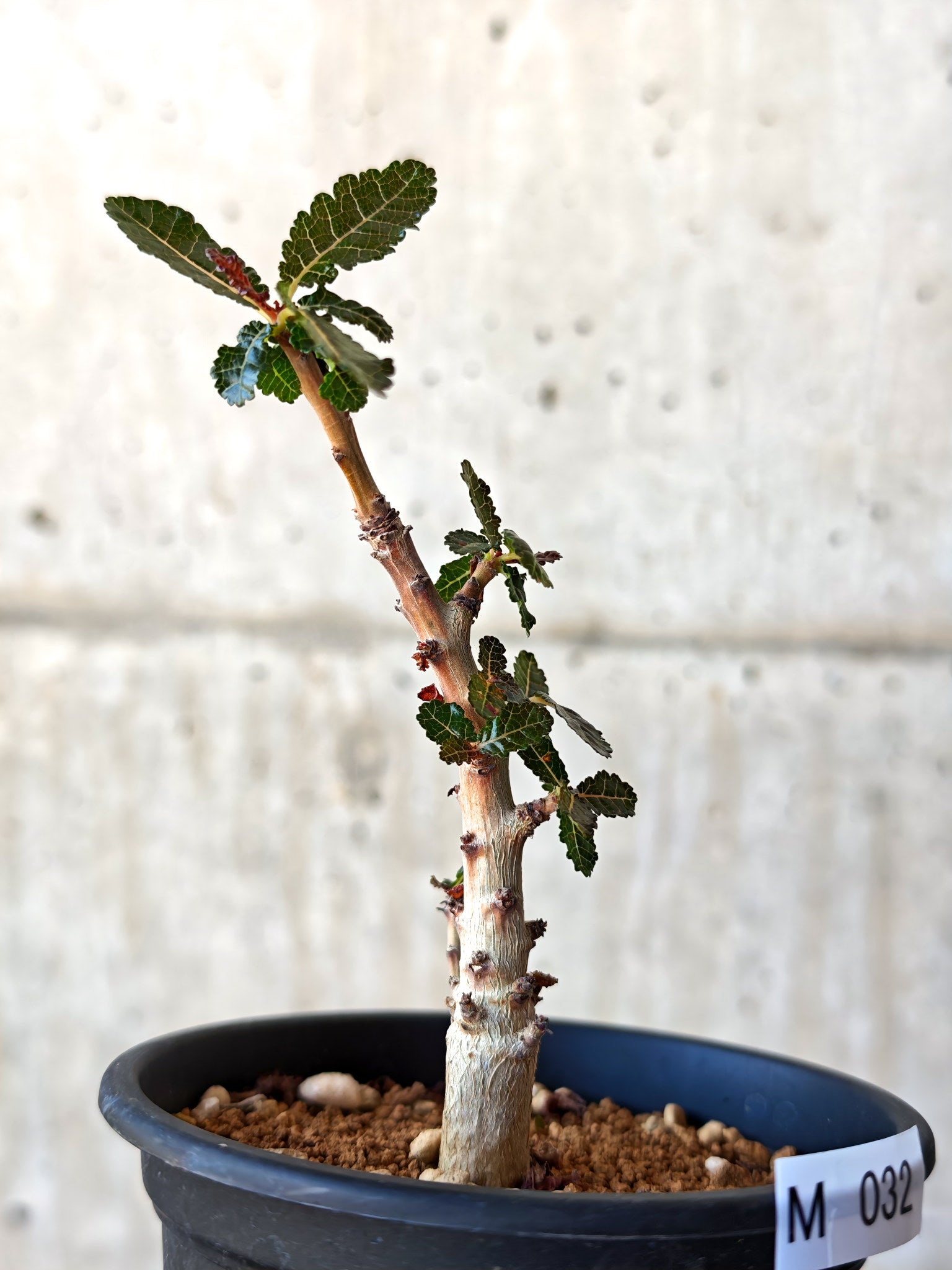 ボスウェリア・ナナ 実生【M32】 Boswellia nana 塊根植物 コーデック